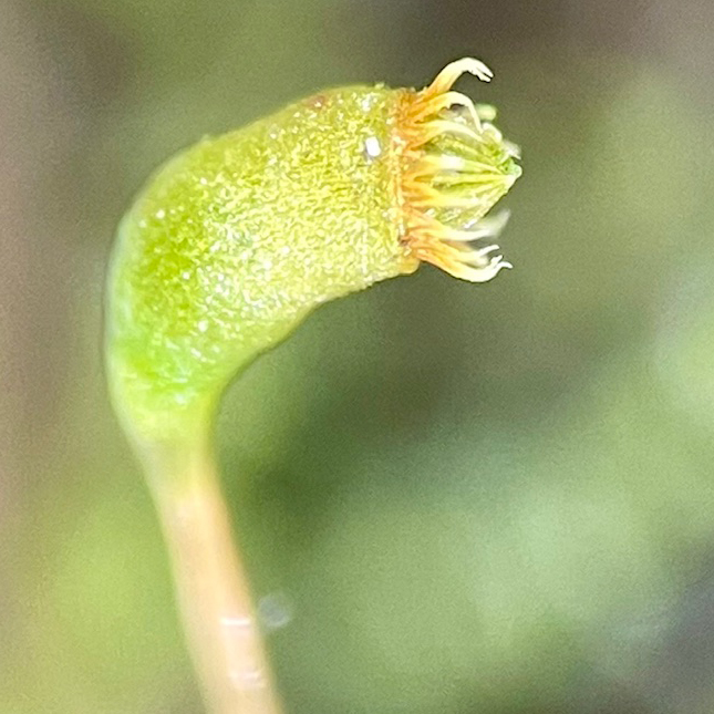 Pseudocampylium radicale